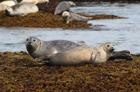 marine_mammals_seals_hilmer2010